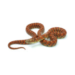 Red Hypo Florida Kingsnake