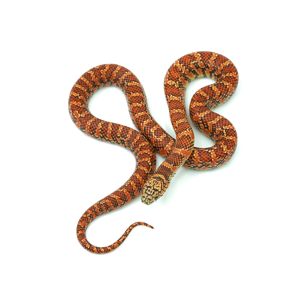 Red Hypo Florida Kingsnake