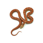 Red Hypo Florida Kingsnake