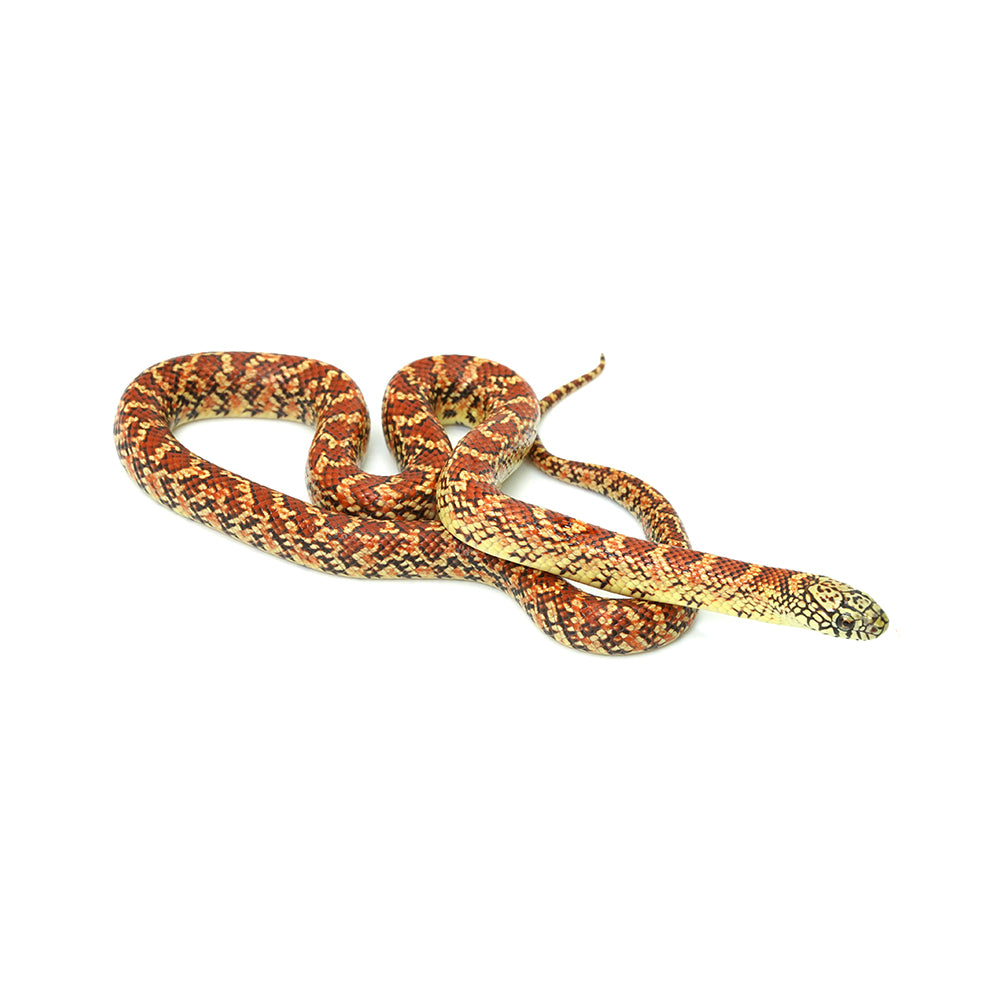 Red Hypo Florida Kingsnake