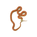 Red Hypo Florida Kingsnake