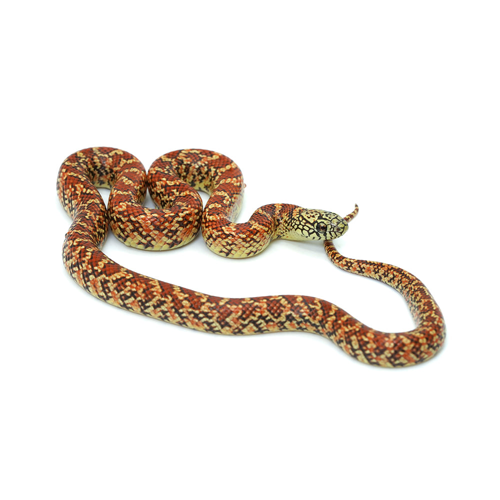 Red Hypo Florida Kingsnake