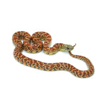 Red Hypo Florida Kingsnake