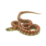Red Hypo Florida Kingsnake