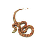 Red Hypo Florida Kingsnake