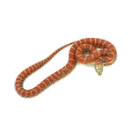 Red Hypo Florida Kingsnake