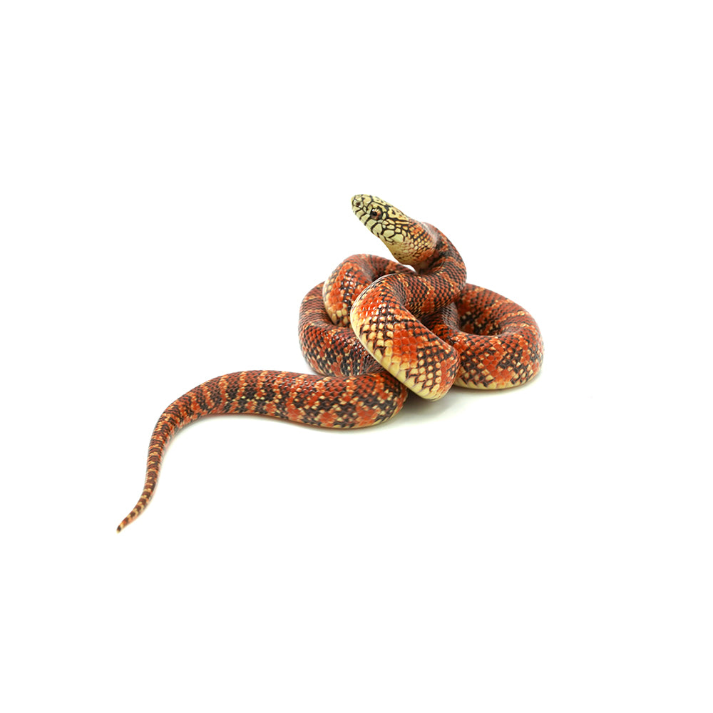 Red Hypo Florida Kingsnake
