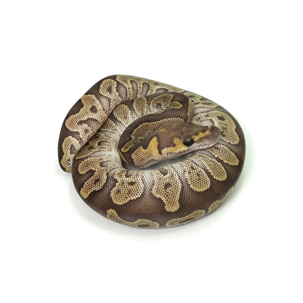 GHI Mojave Clown Ball Python