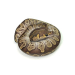 GHI Mojave Clown Ball Python