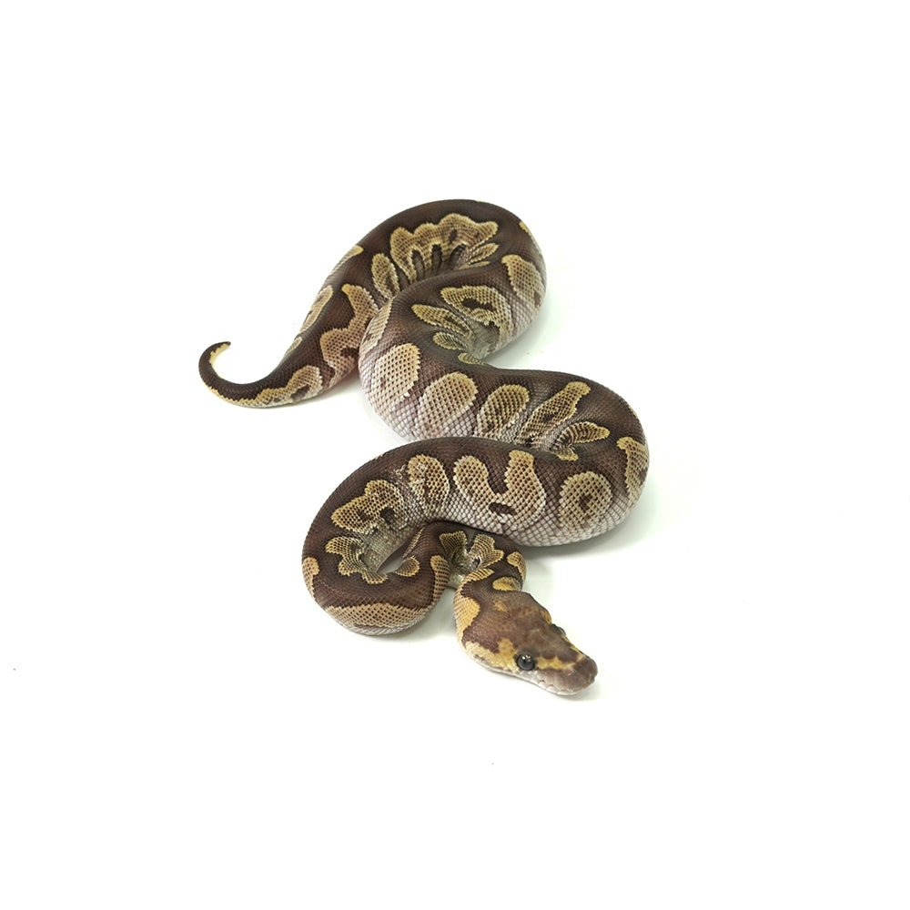 GHI Mojave Clown Ball Python