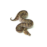 GHI Mojave Clown Ball Python