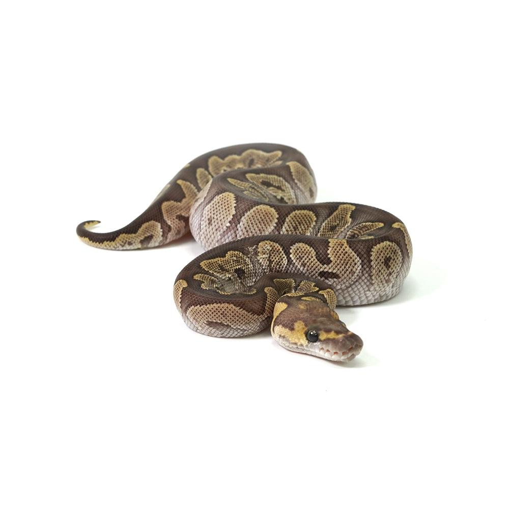 GHI Mojave Clown Ball Python