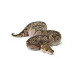 GHI Mojave Clown Ball Python