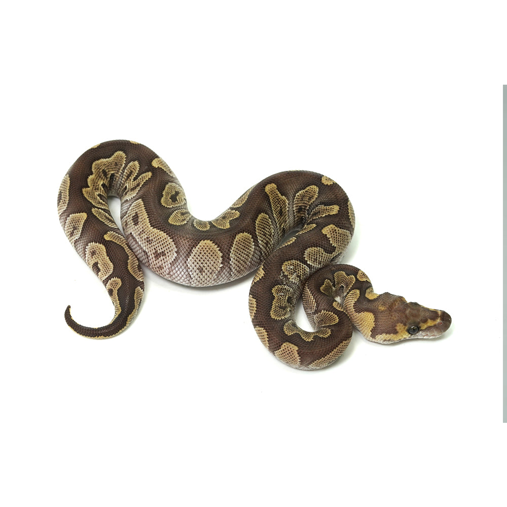GHI Mojave Clown Ball Python