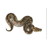 GHI Mojave Clown Ball Python