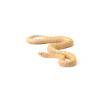 Emory Corn Snake