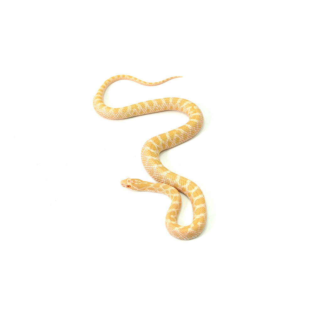 Emory Corn Snake
