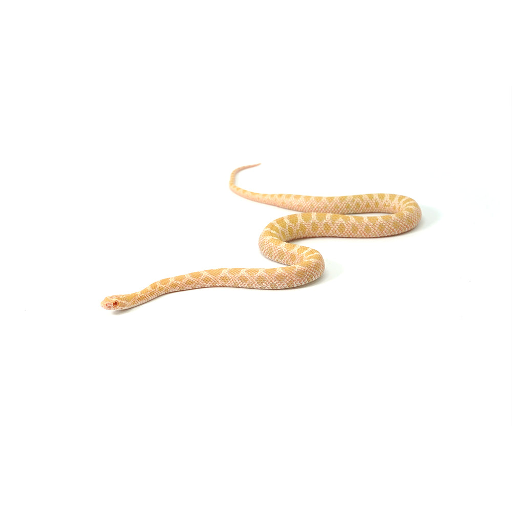 Emory Corn Snake
