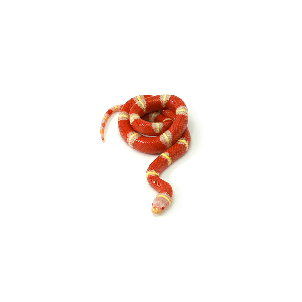 Albino Nelson Milk Snake