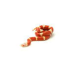 Albino Nelson Milk Snake