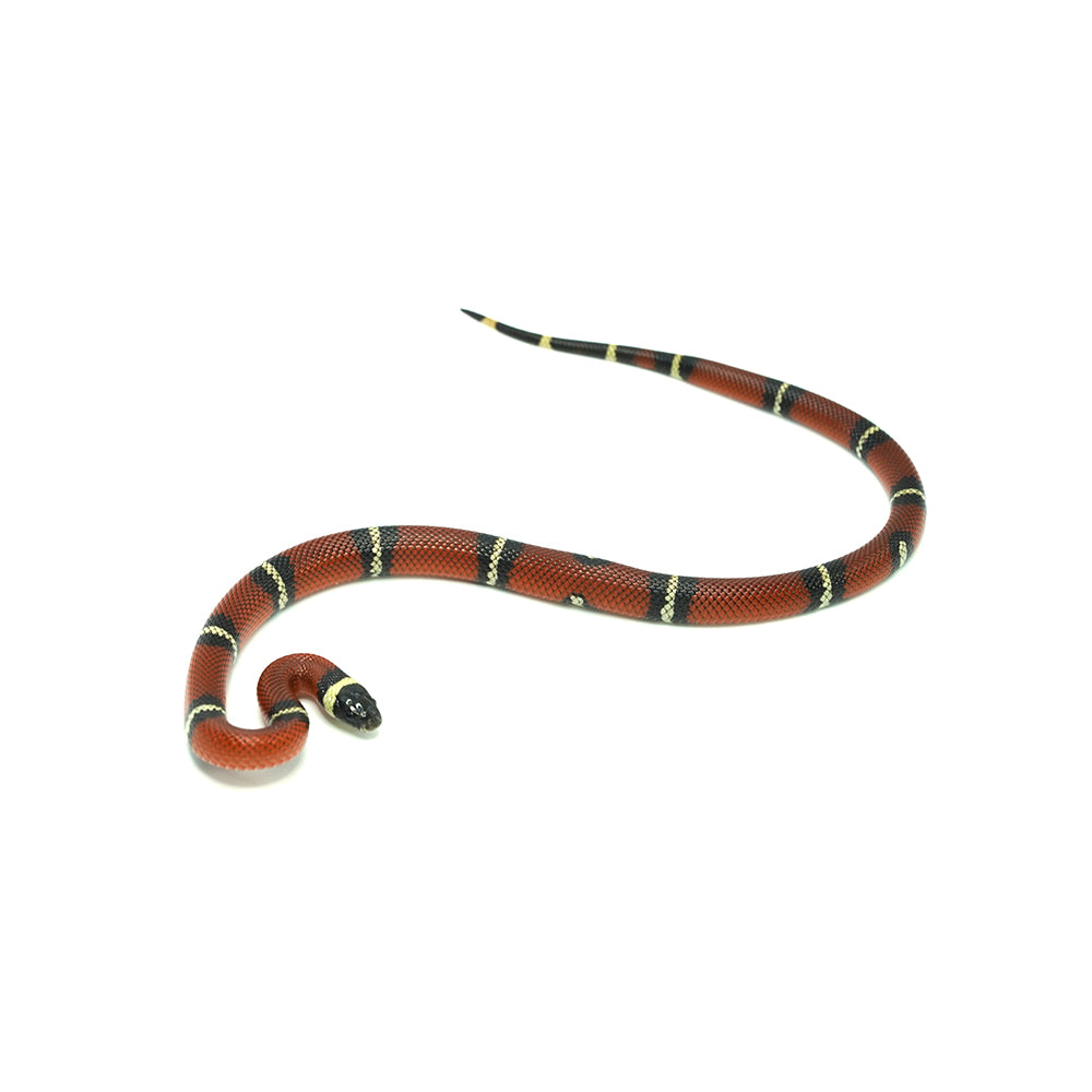 Sinaloan Milk Snake