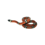 Sinaloan Milk Snake