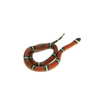 Sinaloan Milk Snake