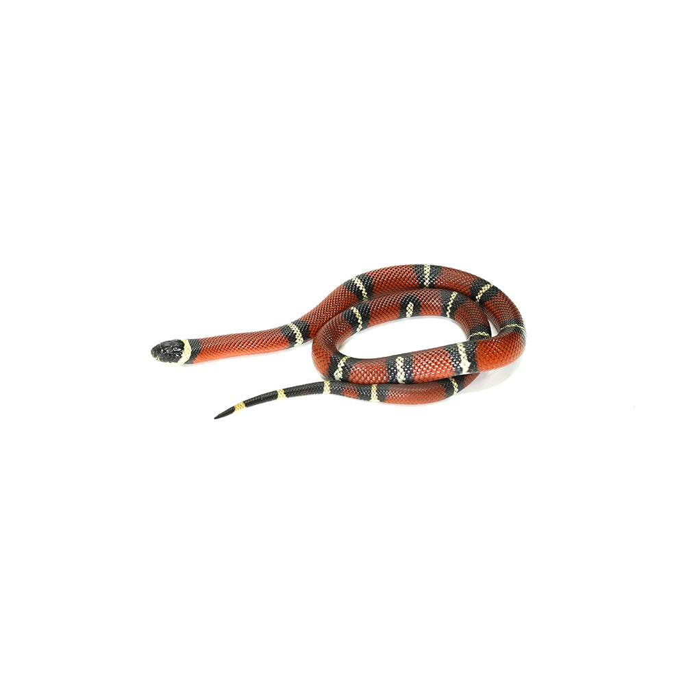 Sinaloan Milk Snake