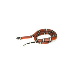 Sinaloan Milk Snake