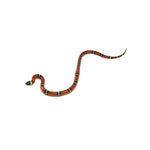 Sinaloan Milk Snake