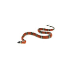 Sinaloan Milk Snake