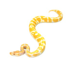 Albino Ball Python