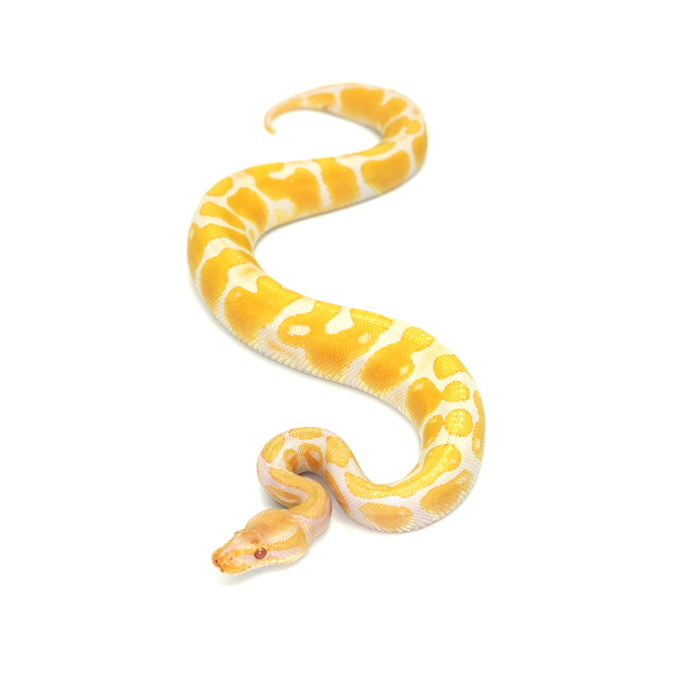 Albino Ball Python