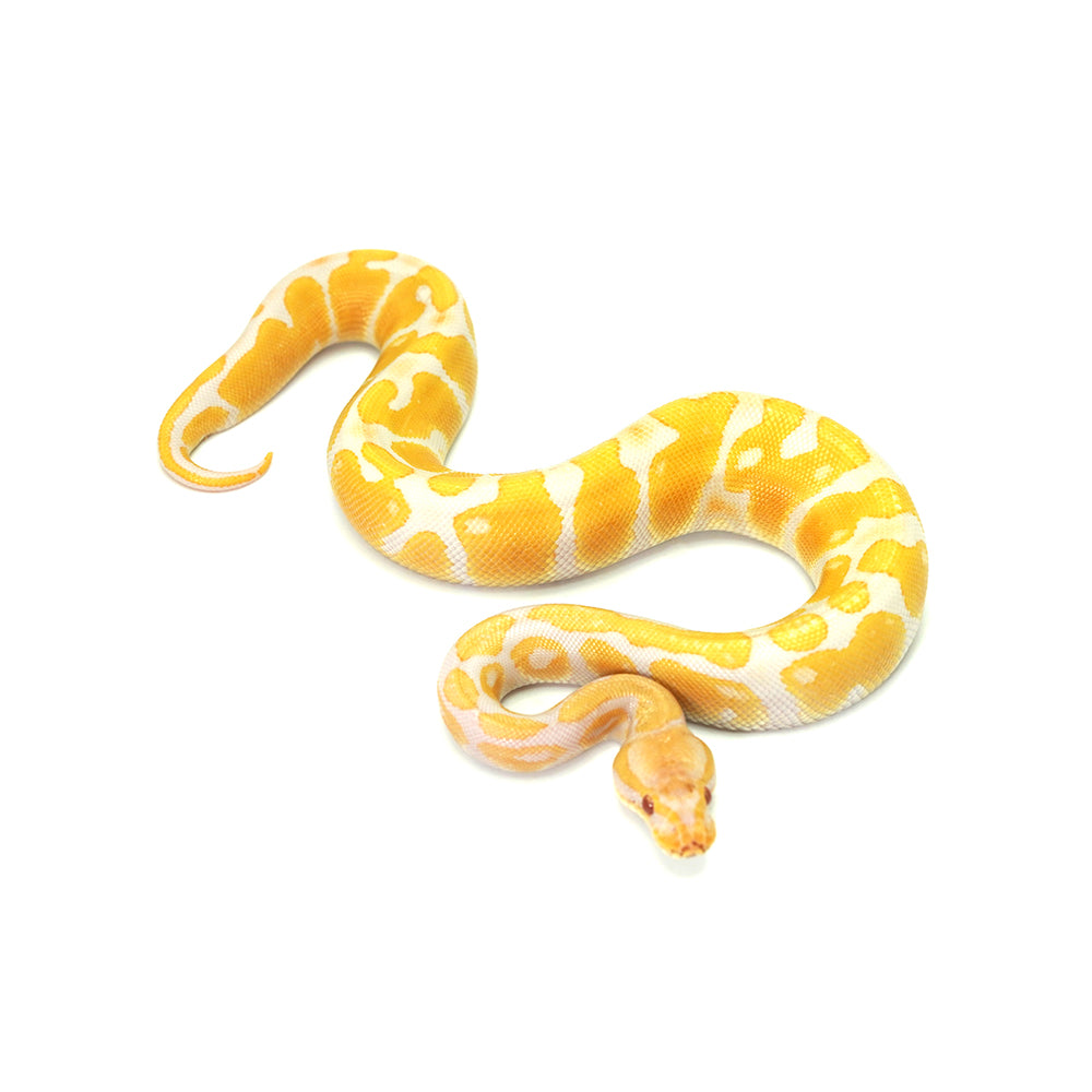 Albino Ball Python