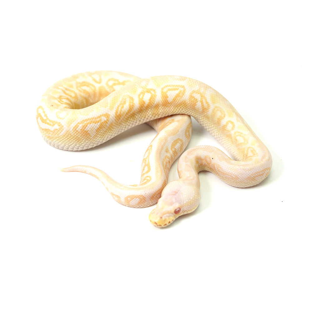 Albino Black Pastel Spotnose Ball Python