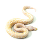 Albino Black Pastel Spotnose Ball Python