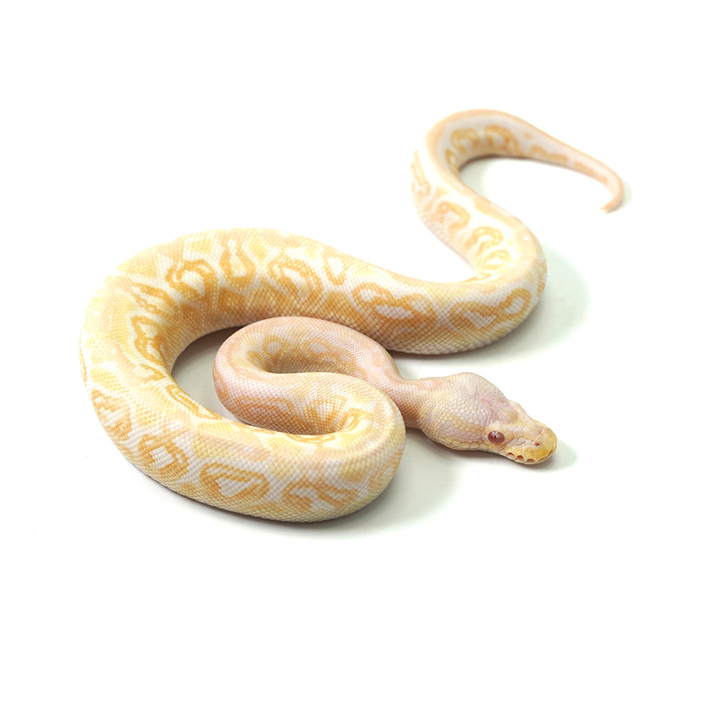 Albino Black Pastel Spotnose Ball Python