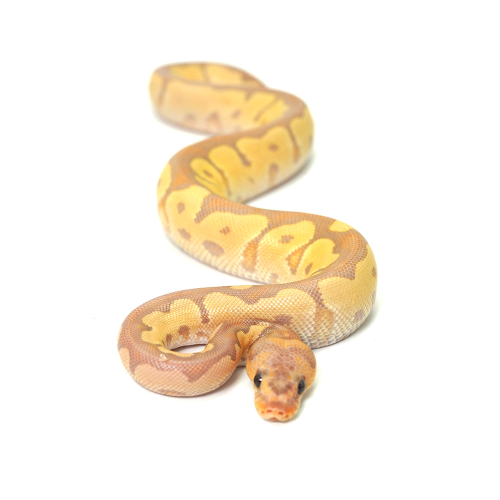 Banana Clown Ball Python