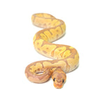 Banana Clown Ball Python