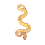 Banana Clown Ball Python