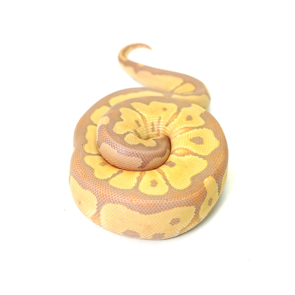 Banana Clown Ball Python