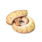 Banana Clown Ball Python