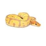 Banana Clown Leopard Ball Python