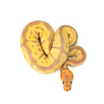 Banana Clown Leopard Ball Python