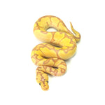 Banana Clown Enchi Ball Python