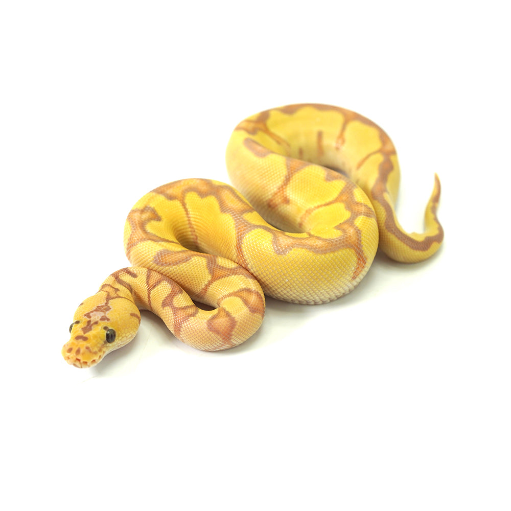 Banana Clown Enchi Ball Python
