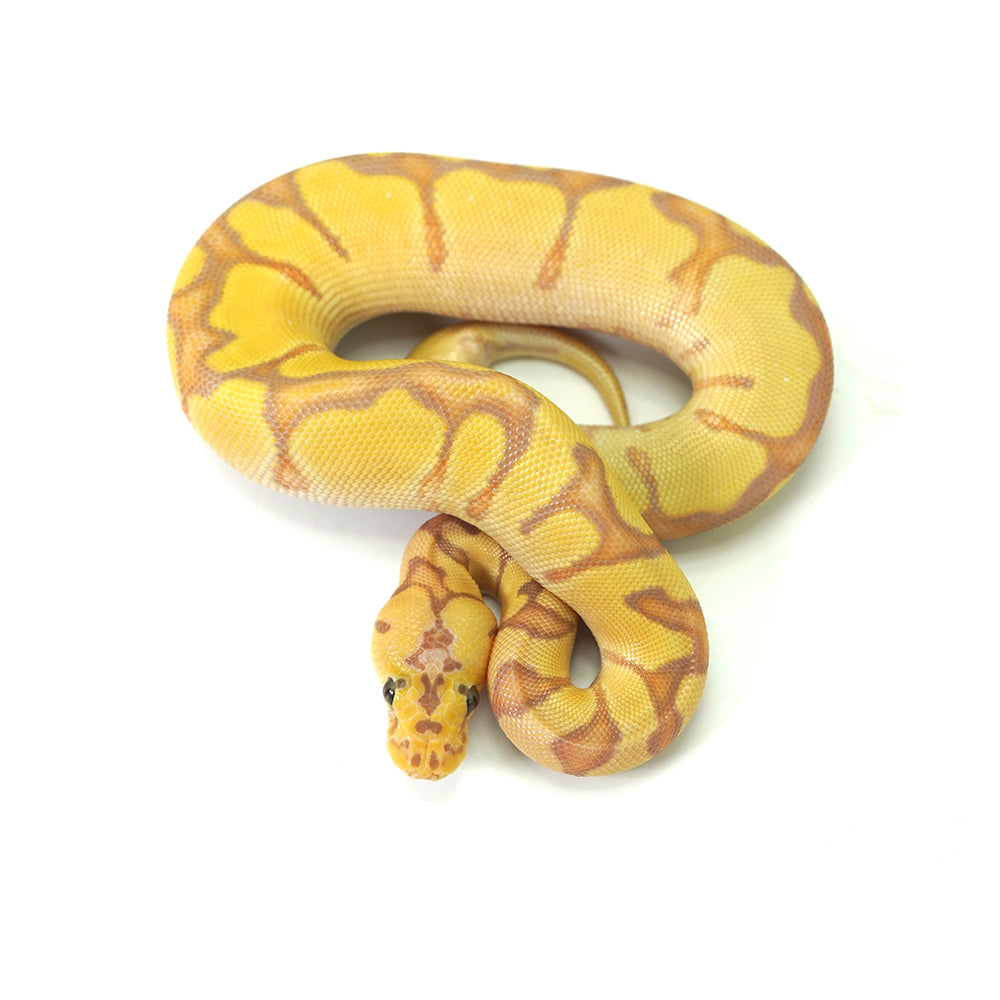 Banana Clown Enchi Ball Python