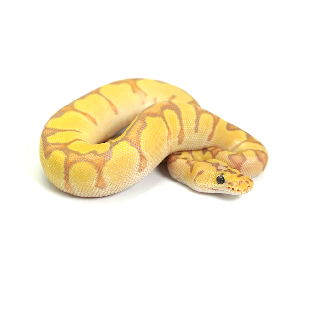 Banana Clown Enchi Ball Python