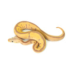 Banana Clown Leopard Pastel Ball Python