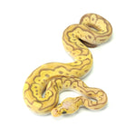 Banana Clown Pastel Ball Python